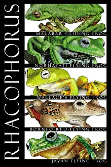 Flying Prints: Frogs, Poster
