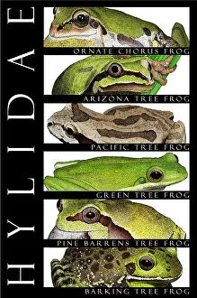 Type Prints: Frogs, Poster