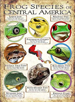 Red Eyed Prints: Frogs Species of Central America
