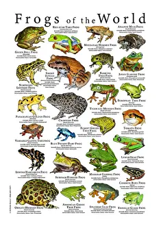 Poster Prints: Frogs the World Poster
