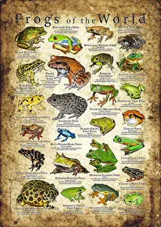 Dart Prints: Frogs the World Poster