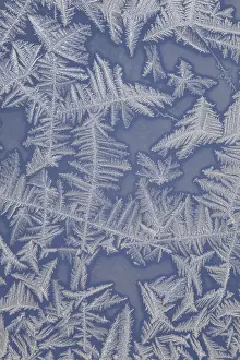 Pattern Prints: Frost on a Window