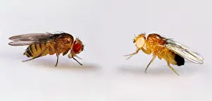 Mutation Prints: Fruit Flies, Red and White Eyes, Drosophila sp