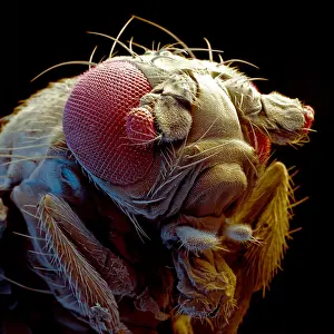 Genetics Prints: Fruit Fly (Drosophila melanogaster)