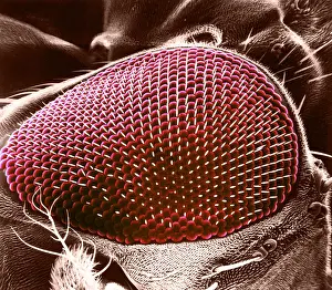 Details Prints: Fruit Fly Eye, under a microscope (SEM)