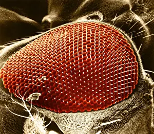 Details Prints: Fruit Fly Eye, under a microscope (SEM)