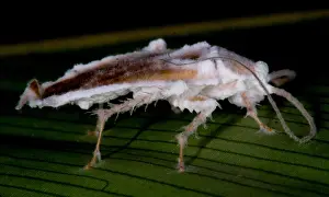 Predatory Prints: Fungus-Killed Insect
