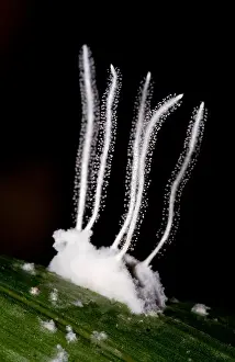 Predatory Prints: Fungus-Killed Insect