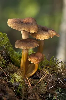 Nature Prints: Funnel Chanterelle (Craterellus tubaeformis)