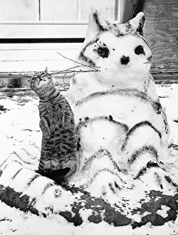 White Prints: Funny Tabby Cat And Snowcat or Cat Shaped Snowman, Nostalgia Winter, Vintage Humor