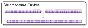 Mutation Prints: A Fusion Gene