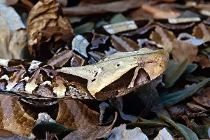 Snake Prints: Gaboon Viper