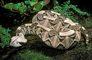 Pattern Prints: Gaboon Viper