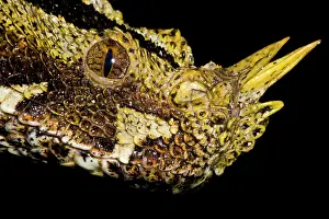 Gaboon Viper (Bitis nasicornis)