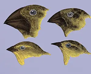 Galapagos Prints: Galapagos Finches