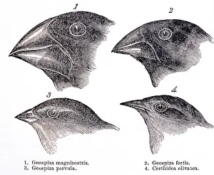 Radiation Prints: Galapagos Finches