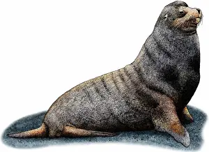 Galapagos Prints: Galapagos fur seal
