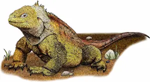 Galapagos Prints: Galapagos land iguana