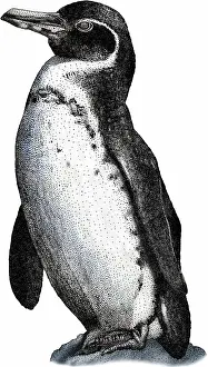 Flightless Prints: Galapagos penguin