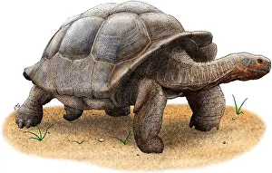 Tortoises Prints: Galapagos Tortoise