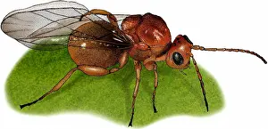 Gall Prints: Gall Wasp