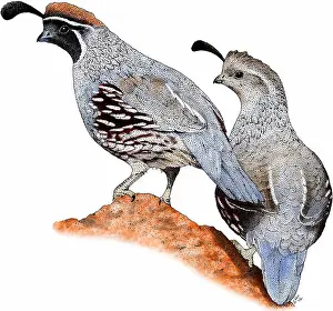 Double Prints: Gambel's quail