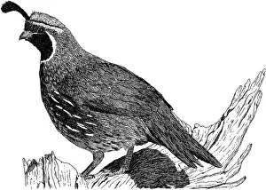 Fowl Prints: Gambel's Quail