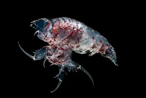 Floor Prints: Gammarid Amphipod