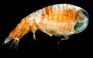 Gammarid Amphipod