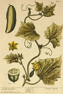 Vine Prints: Garden Cucumber, Medicinal Plant, 1737