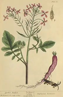 Root Prints: Garden Radish, Medicinal Plant, 1737