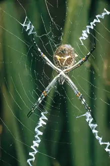 Garden Prints: Garden Spider