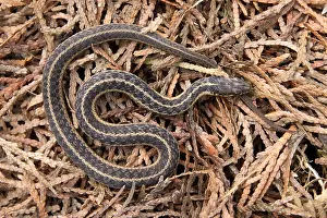 Serpent Prints: Garter Snake (Thamnophis sirtalis)