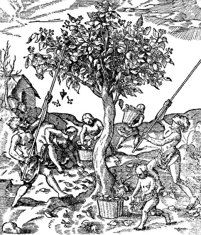 Magic Prints: Gathering Pepper In India, 1579