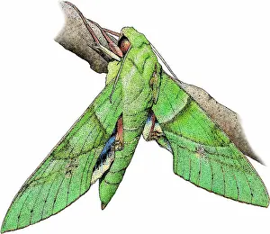 Galapagos Prints: Gaudy sphinx moth