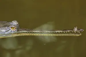 Part Prints: Gavial Crocodile