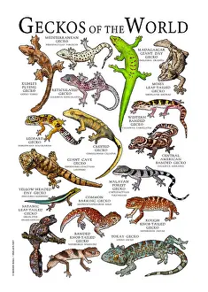 Prints: Geckos of the World