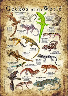 Prints: Geckos of the World