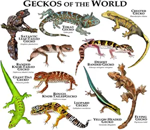 Flying Prints: Geckos of the World