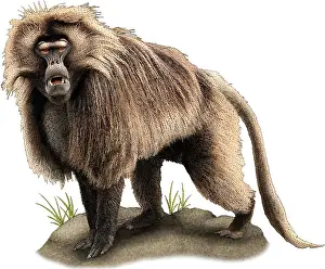 Monkey Prints: Gelada baboon