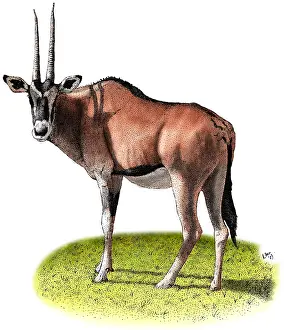 December Prints: Gemsbok