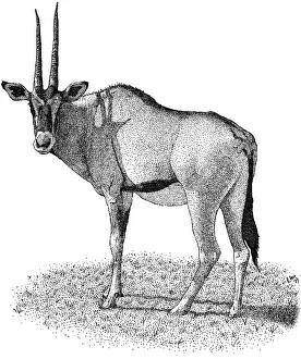 Antelope Prints: Gemsbok