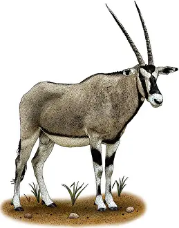 Bovidae Prints: Gemsbok