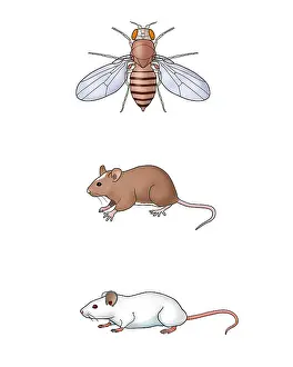 Brown Prints: Genetic Icons, Illustration