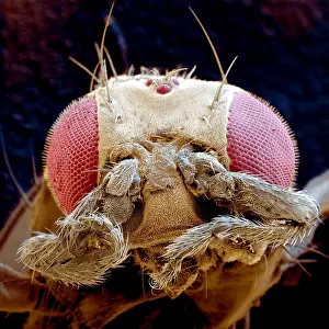 Genetic Mutant Fruit Fly (Drosophila melanogaster) With Legs in Place of Antennae, known as leg-antennae, Under a Scanning Electron Microscope