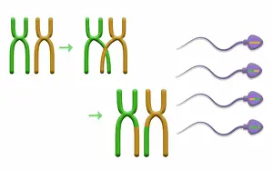 Recombination Prints: Genetic Recombination is the crossover of genetic material between chromosomes during spermatogenesis
