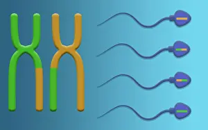 Recombination Prints: Genetic Recombination is the crossover of genetic material between chromosomes during spermatogenesis