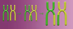 Recombination Prints: Genetic Recombination is the crossover of genetic material between chromosomes during spermatogenesis