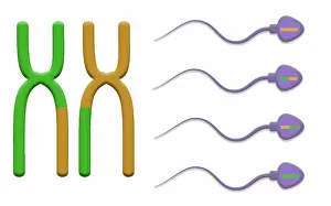 Recombination Prints: Genetic Recombination is the crossover of genetic material between chromosomes during spermatogenesis