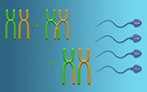 Genetic Recombination is the crossover of genetic material between chromosomes during spermatogenesis, microbiology